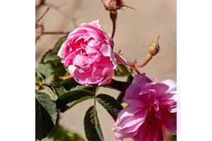 Our Heart's Project Rose Garden