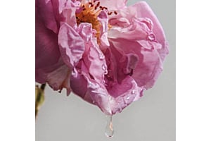 Die Damaszener Rose & ihre Wirkung auf die Haut