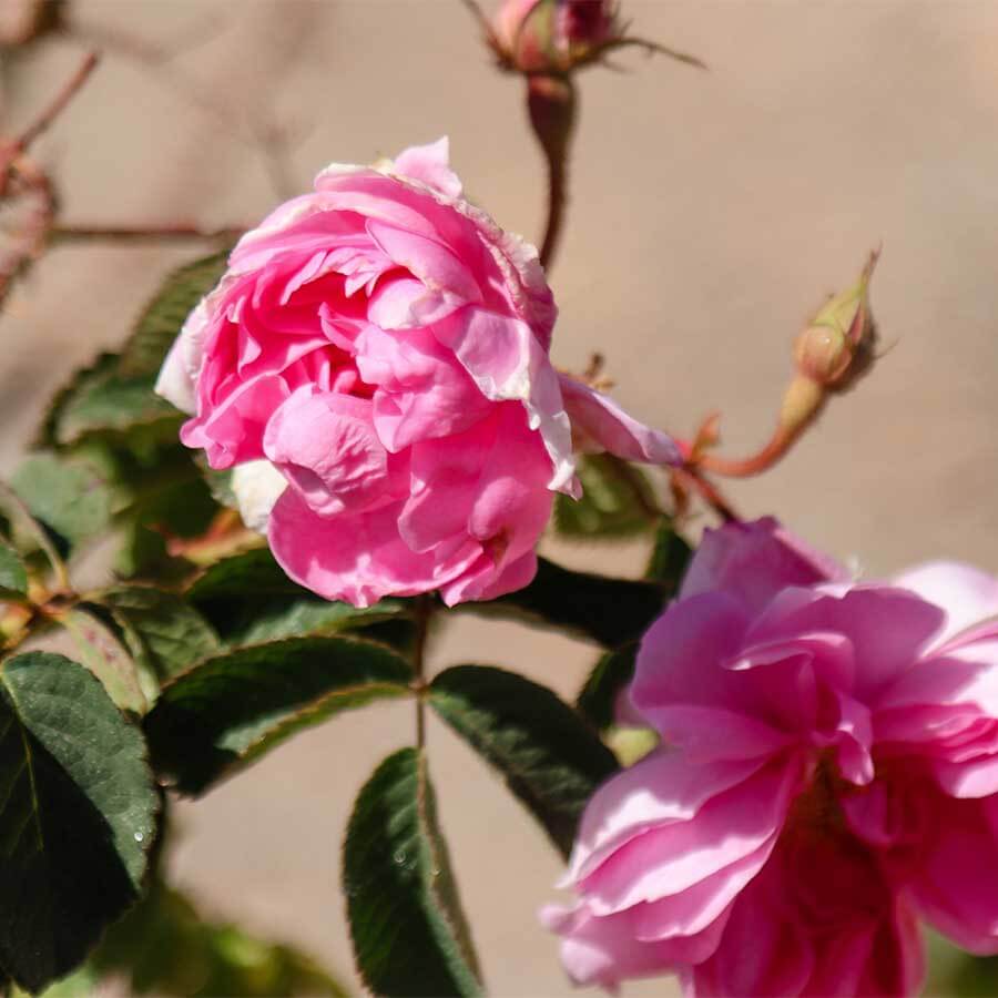 Our Heart's Project Rose Garden