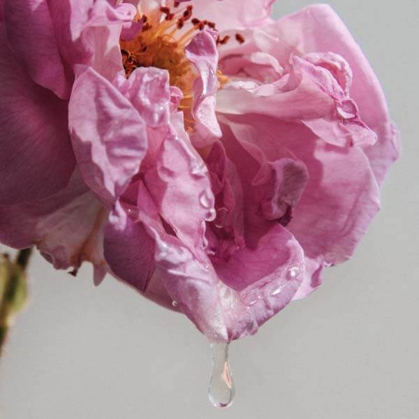 Die Damaszener Rose & ihre Wirkung auf die Haut