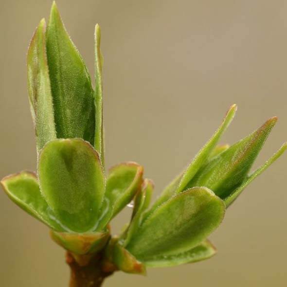 Plant power for your skin - Vegan skincare