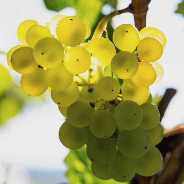 How grape actives rejuvenate our skin