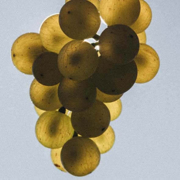 Natürliches Lifting – Anti-Aging aus der Kraft der Natur